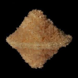 Murray River Salt 10 Pounds Bulk  Grocery & Gourmet Food