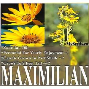  1 LB (170,000+) MAXIMILIAN, PERENNIAL SUNFLOWER seeds OVER 