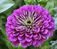 100 Seeds Zinnia Elegans Purple Prince Flower Seeds  