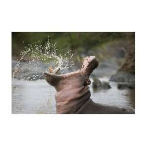 Hippo Yawn Giclee Poster Print by Andy Biggs, 26x19