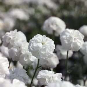  Noblessa Yarrow 4 Plants   Achillea   White Blooms Patio 