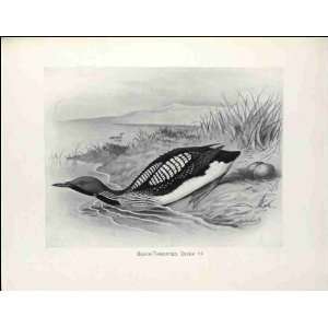  Reprint Black throated Diver 1896