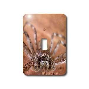  Northern   Huntsman spiders (Sparassidae) is a family of spiders 