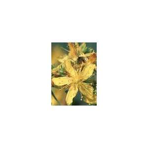  St Johns Wort Capsules