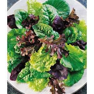  Mesclun, Sweet Salad Mix 1 Pkt. (150 seeds) Patio, Lawn 