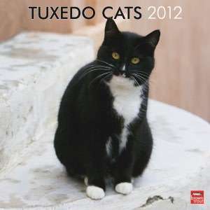   2012 Tuxedo Cats Square 12X12 Wall Calendar by 