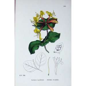    Botany Plants C1902 Perfoliate Woodbine Caprifolium