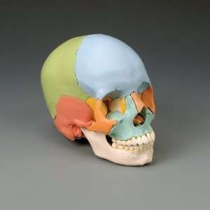 Human Skull Kit Bone Color Coded  Industrial & Scientific