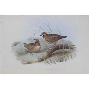  John J Gould   Plumed Bronze Wing Partridge #69 13 x 19 inch Birds 