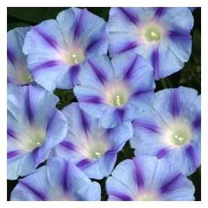   Light Blue Star Morning Glory   35 Seeds   NEW Patio, Lawn & Garden