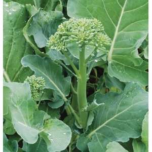  Davids Hybrid Green Broccoli Happy Rich 200 Seeds per 