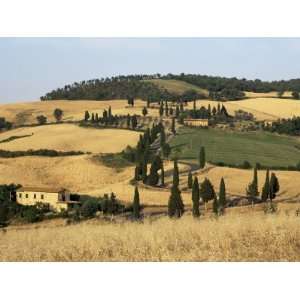 Landscape with Winding Road Lined with Cypress Trees, Monticchiello 