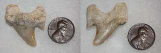 22 SHARK TEETH Large Tooth Jewelry Fossil Auriculatus Carolinas Glass 
