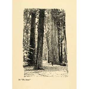  1910 Print Grove Forest Russian River San Francisco California 