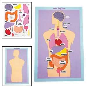  12 Organs Of The Human Body Giant Sticker Scenes   Basic 