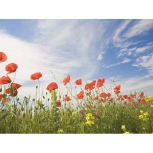 Poppies, Highland of Castelluccio Di Norcia, Norcia, Umbria, Italy 