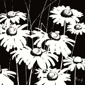  Black and White Daisy by Franz Heigl 24x24 Office 