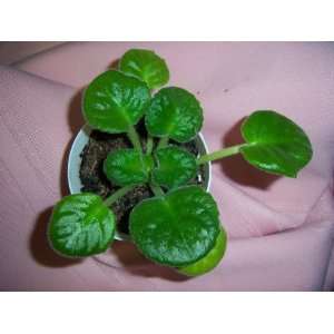  Double White Gillian African Violet Plant 