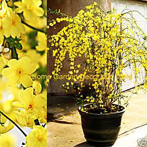 Chinese Yellow Flowers Winter Jasmine Rooted Plant RARE  