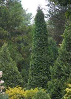 North Pole ™ Wintergreen Arborvitae   Thuja   Evergreen   Proven 