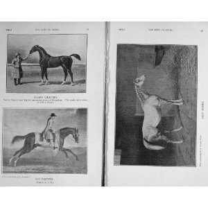  1915 Horses Flying Childers Partner Grey Momus Bellario 