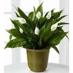 Down To Earth Peace Lily Plant   6.5 Inch  Grocery 
