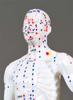 This mini acupuncture model shows 14 meridians and 72 acupuncture 