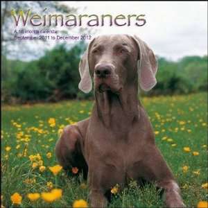  Weimaraners 2012 Wall Calendar 12 X 12