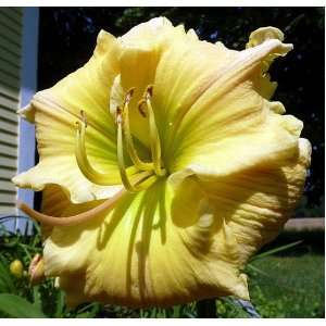   Daylily   Hemerocallis   Rebloomer and Fragrant Patio, Lawn & Garden