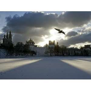 Pigeon Flies over a Frozen Pond Outside Novodevichi in Moscow Premium 