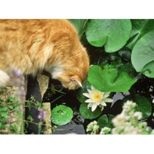  Long Haired Marmalade Cat Drinking from a Small Pond with 