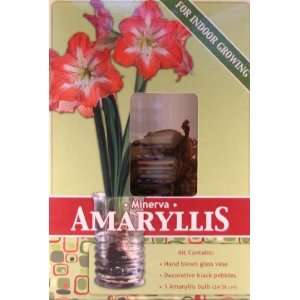  Minerva amaryllis with glass vase for indoor growing 