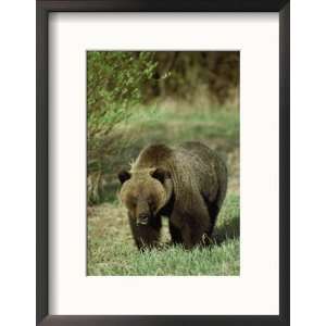  Full View of a Massive Grizzly Bear Framed Photographic 