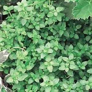  English Thyme Herb   25 Plants   Thymus Vulgaris Patio 