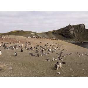  Gentoo Penguins, Aitcho Island, South Shetland Islands, Antarctica 