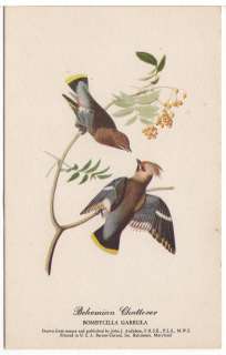 Vintage Bird Postcard Bohemian Chatterer by Audubon  
