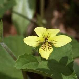  Wild Yellow Violet or Smooth Yellow Violet Patio, Lawn & Garden