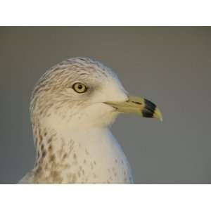 Ring Billed Gull Head in Winter Plumage, Larus Delawarensis, Coronado 