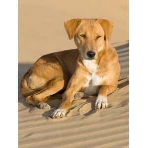  Dog Lying in Sand Dunes, Thar Desert, Jaisalmer, Rajasthan 