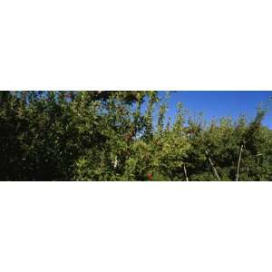 Apple Trees Laden with Fruits, Wenatchee, Chelan County, Washington 