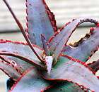 Aloe Sunset Rare, Agave, Succulent, Echeveria, Cactus