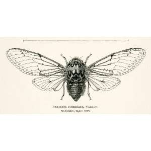   Fimbriata Entomology Andes Mountains   Original In Text Wood Engraving