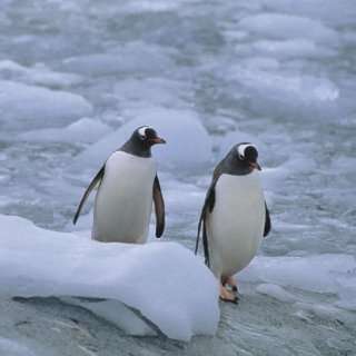  The Wildlife and Harsh Environment of Antarctica Appstore 