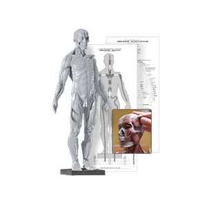  Male Anatomy Figure Version 2 