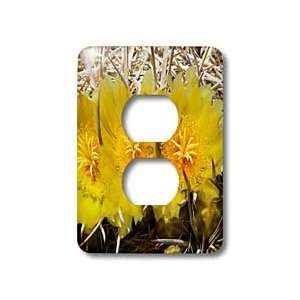   State Park, California   Light Switch Covers   2 plug outlet cover