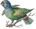 1746 ORIGINAL EDWARDS COPPER PLATE BIRD READ HEAD FINCH  