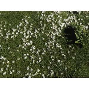  Small White Flowers, Chile Premium Poster Print by Pablo 
