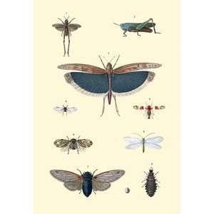  Insect Study #3   12x18 Framed Print in Black Frame (17x23 