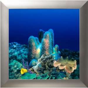 AquaVista AV500CRSL Wall Mounted Aquarium AV 500 Coral Reef Background 