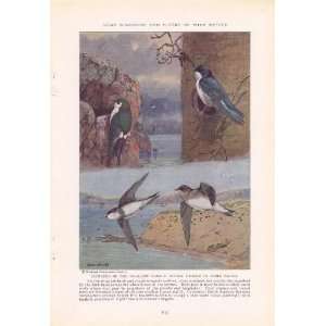  1936 Tree Swallow   Allan Brooks Vintage Bird Print 